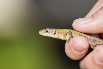Lizard in the wild