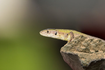 Lizard in the wild