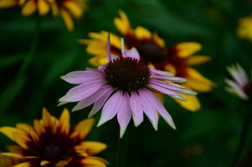 Echinacea flower against soft colorful bokeh background