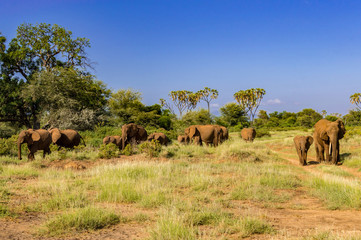 Obraz premium Herd elephants in the savannah