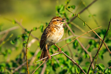 Sparrow on a branch. Sparrow branch bird animal wing feather flight fly little tree sky blue