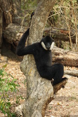 White cheek gibbon