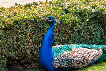 Obraz premium Peacock on the fence on a bright sunny day