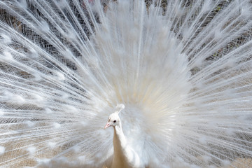 Obraz premium white Peacock on the fence on a bright sunny day