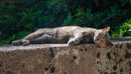 Cat on an old wall