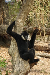 White cheek gibbon