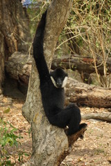 White cheek gibbon