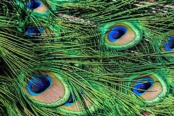 feathers Peacock on the fence on a bright sunny day