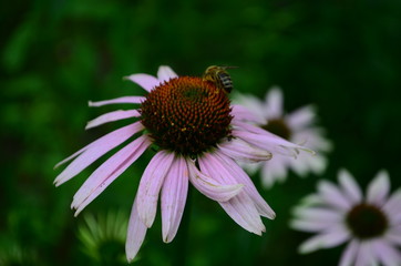 Echinacea flower against soft colorful bokeh background