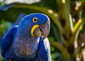 Bird Anodorhynchus hyacinthinus aka Arara Azul, exotic brazilian bird