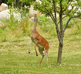 Doe on standing on hind legs reaching for apple