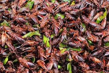 fried insects is delicious at street food
