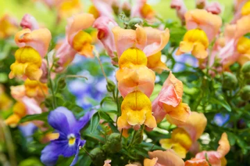 Poster Mixture of beautiful snapdragons and garden pansy flowers growing together in the summer  bright yellow and pink antirrhinum flowers with purple pansy flowers © Karynf