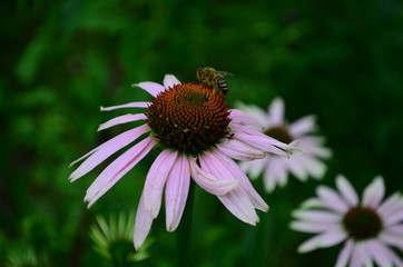 Echinacea flower against soft colorful bokeh background