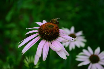 Echinacea flower against soft colorful bokeh background