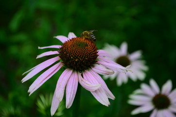 Echinacea flower against soft colorful bokeh background
