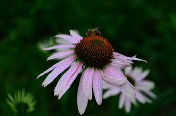 Echinacea flower against soft colorful bokeh background