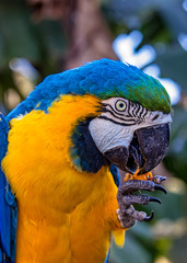 america, animal, ara, ara ararauna, ararauna, background, beak, beautiful, bird, bird watching, birds, blue, blue-and-gold macaw, branch, brazil, bright, close-up, color, colorful, cute, exotic, eye, 