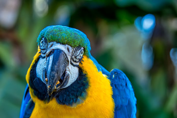 america, animal, ara, ara ararauna, ararauna, background, beak, beautiful, bird, bird watching, birds, blue, blue-and-gold macaw, branch, brazil, bright, close-up, color, colorful, cute, exotic, eye, 