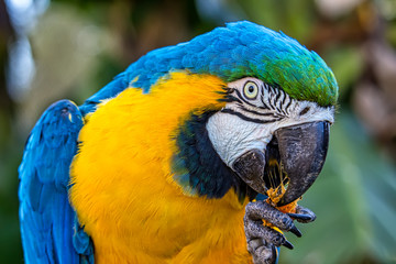 Bird Ara ararauna, blue and yellow macaw aka Arara Canindé, exotic brazilian bird