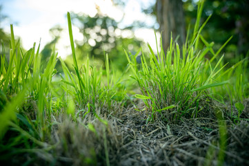 Green grass background. Selective focus with shallow depth of field.