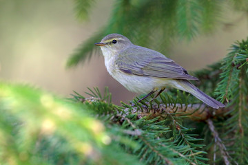 Common Chiffchaff is migratory bird 