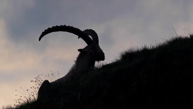 Alpine ibex (Capra ibex) at sunset