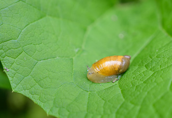 Succinea putris or Amber Snail on green leaf.