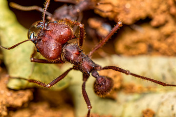 Leaf cutter ant, scientific name Atta ssp aka Saúva ant  -  macro photography of a Leafcutter ant...