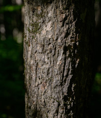 Tree bark texture closeup. Selective focus.