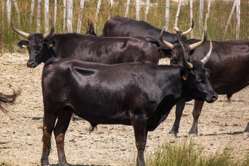 Taureaux camarguais