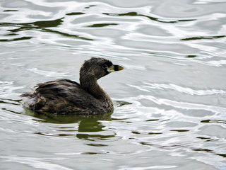 duck in the water