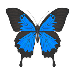 Beautiful  butterfly. Vector illustration.