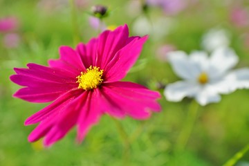 Fototapeta premium コスモスの花