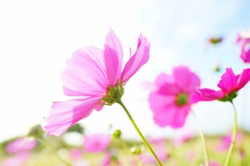 Fototapeta premium コスモスの花