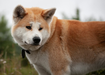 Akita Inu