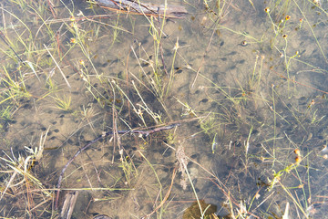 Tadpoles migrating through muddy water