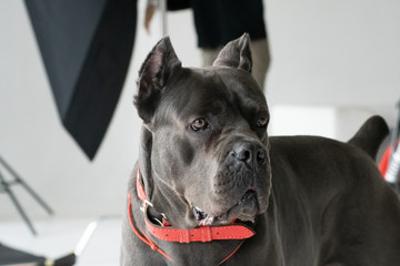 Cane corso dog grey color in photo studio