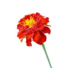 Beautiful burgundy marigold isolated on a white background