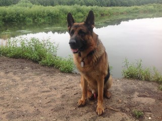 German Shepherd sitting by the river and thinking about something