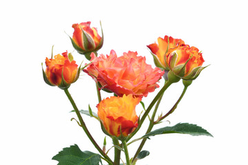 Obraz premium 白背景の春薔薇