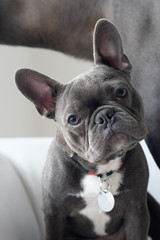 Adorable french bulldog portrait looking at camera at studio