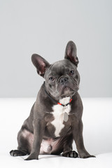 Adorable french bulldog portrait looking at camera at studio