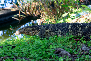 The water monitor or Varanus salvator is a large species of monitor lizard. Showing its split tongue.