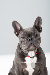 Adorable french bulldog portrait looking at camera at studio