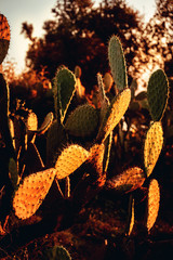 Kaktus in der Natur von Marokko bei Abendlicht im Sonnenuntergang