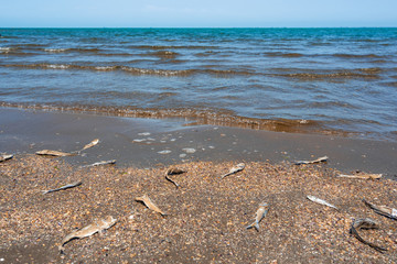 Ecological problem, the death of fish in the sea