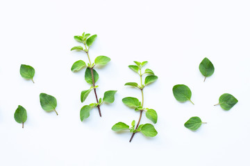 Fresh oregano on white background.