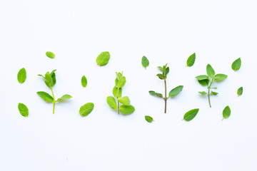 Different types of mint on white