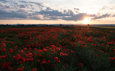 Mohnfeld, Abendsonne